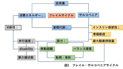 フレイル・サルコペニアサイクル